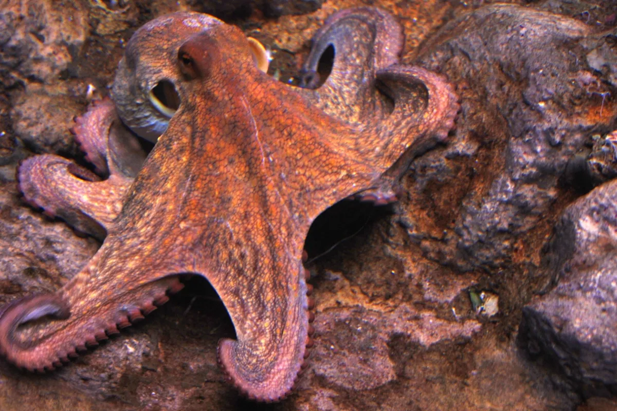 Octopus Energy